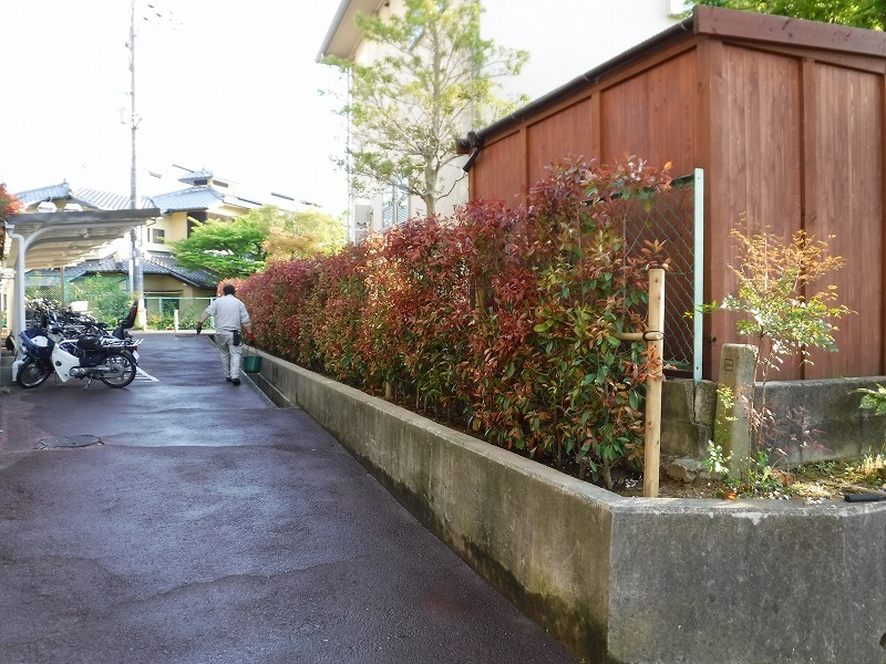 マンションの生け垣植え替え作業